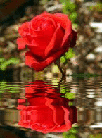 rose gif photo: Rose Rose.gif