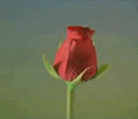 rose gif photo: rose gif rose-1.gif