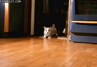 puppies photo: Puppies tumblr_mkqhb6S1fk1qjqyo8o1_400.gif