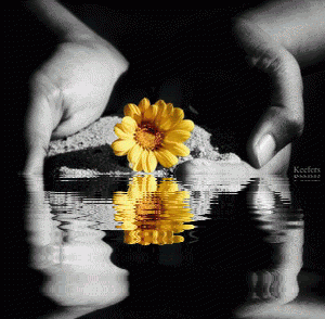 Color Splash, Animated Color Splash, Flowers, Animated Gifs, Keefers Pictures, Images and Photos