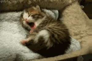 photo 1279705271_sleepy-kitten.gif