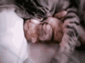 http://i.imgur.com/SkzSF.gif