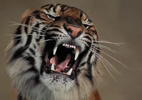 roaring tiger gif