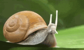 fast gif photo: Snail alert JpIvY.gif