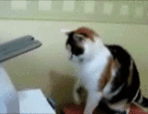 photo 1275555927_cat-vs-printer_zps077352d6.gif