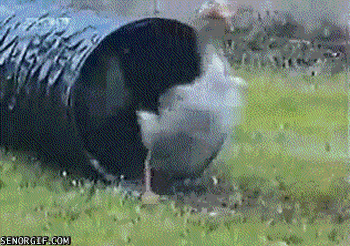 DUCKS Pictures, Images and Photos