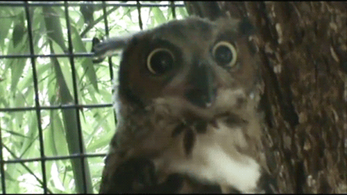 photo When-you-see-the-dessert-someone-else-ordered-at-a-restaurant_zps9bde2a7d.gif