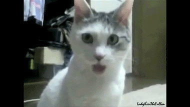 omg gif photo: OMG Cat The-OMG-Cat1.gif