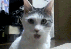 oh my god cat
