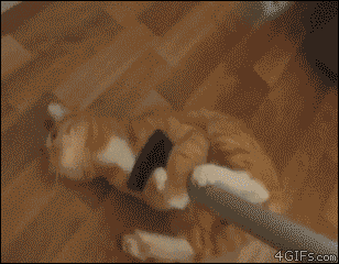 Kitty