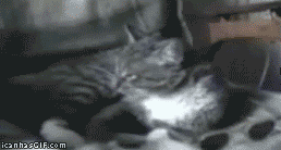 deal with it gif photo: DEAL WITH IT gif-cat-deal-with-it.gif