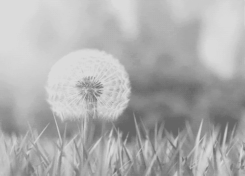  photo tumblr_mb5id9syNB1rfhr3uo1_500.gif