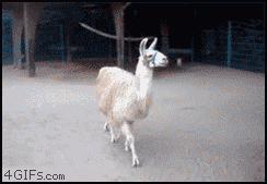 snob gifs photo: Snob Llama 4763_211d.gif