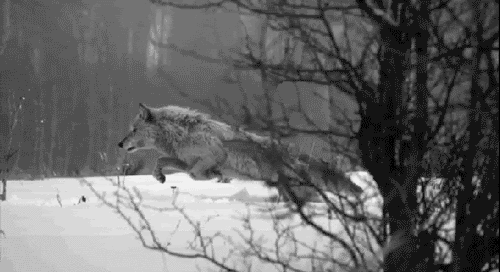  photo wolf-gif-animation-snow-winter-cold-beautiful-nature-animal-wolf-gif-photography-Favimcom-461039_large.gif