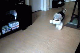 photo dog-carrying-paper_zps7d56e06a.gif