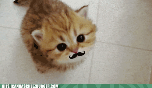 cute cat gif photo: e52b0bd6-ed37-4ed4-b8de-aa85eaa25eb2.gif