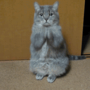 please more cat photo: Cat Bet Catbox.gif