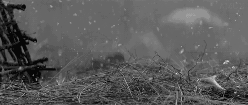 Image Hosted by ImageShack.us