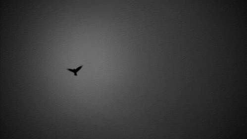  photo tumblr_mnn5zsXyTL1s7zsado1_500_zpse7821e90.gif