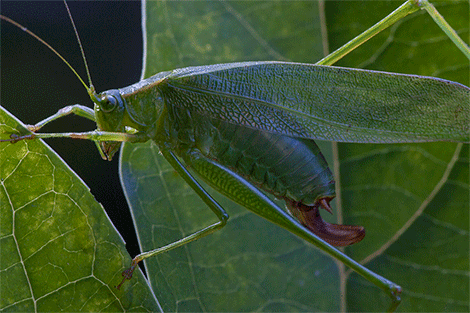 This is how it's done: the female first chews off the edge of the leaf, and then uses her mouthparts to carefully guide her ovipositor in between the two layers of the epidermis.