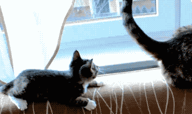 Oh that was YOUR tail? Oh Um. Crap. Hi!