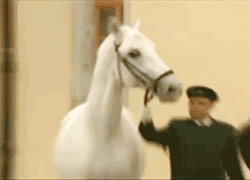 horse gif photo: Suprised horse tumblr_lpbcj4Aeq71qaj5jro7_250.gif