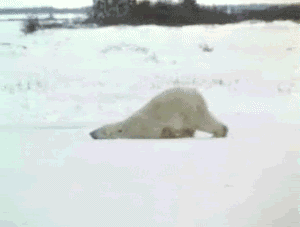 lazy polar bear photo tumblr_m8zh5u147F1rrgkzy.gif