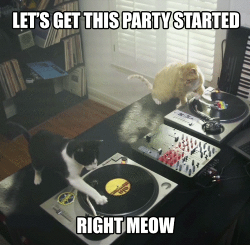  photo funny-dj-cats-animals-animated-gif-party-started-2-pics_zpsa3c85f4f.gif