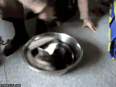 spinning cat bowl