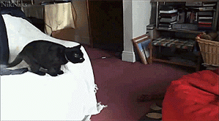cat into beanbag