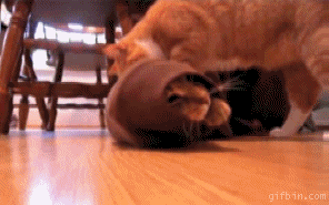 photo 1278666406_cats-playing_zps80d930eb.gif