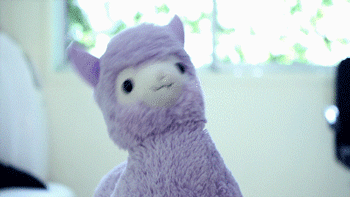llama