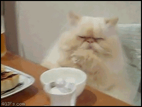 Wtf kitty photo fat-cat-the-fuck-is-this-the-fuck-is-that-gif_zps520a251e.gif