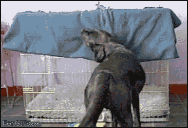 HowIFeltThisMorning1.gif