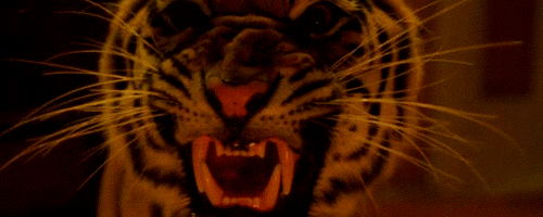 tiger gif
