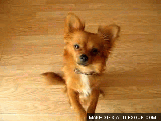  photo begging-dog-o_zps2608e2a9.gif