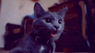  photo GIF-Cat-panting-like-a-dog_zpsf4777a1f.gif