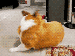  photo rollover_zps36ef2f8c.gif