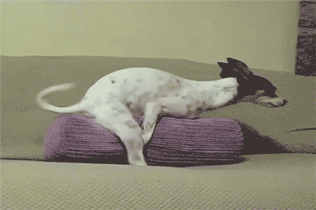  photo DogHumpGifPurplePillow_zpsa99280b7.gif