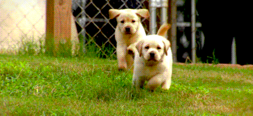  photo puppies-running_zps8ff30011.gif