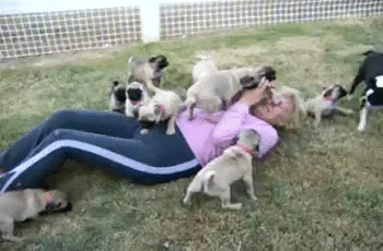 Let's have a pug party!