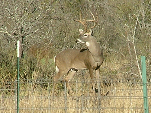  photo Moving_Deer_zps2148a369.gif