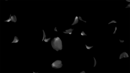 photo tumblr_mtnodcYubU1r0ii93o1_500_zps5c57464e.gif