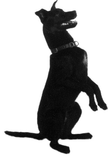 logo-anim-no-bg-right