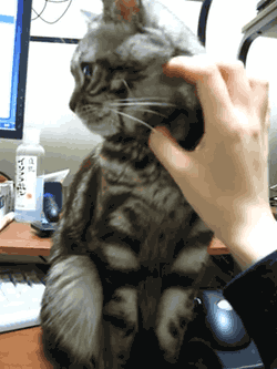 photo anigif_enhanced-buzz-10694-1387488002-11_zpsa6358f5d.gif
