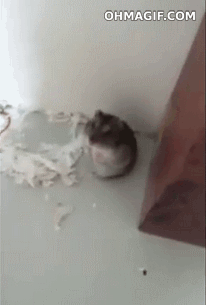 photo supercute-hamster-playing-dead-to-perfection_zps24633f3b.gif