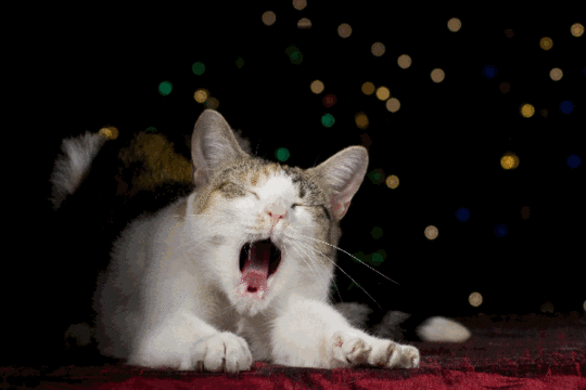 Yawn