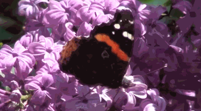  photo lilacbysb_zps465e8216.gif