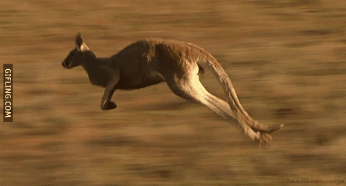 photo kangaroo-running-too-fast_zpsd798e709.gif