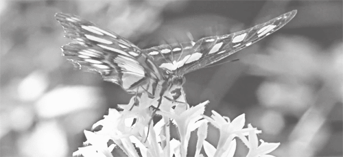  photo tumblr_mrc3zo14ny1suditao1_500_zpscdca44b7.gif